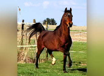 Pur-sang arabe, Hongre, 3 Ans, 155 cm, Bai