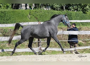Pur-sang arabe, Hongre, 3 Ans, 155 cm, Gris