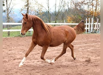 Pur-sang arabe, Hongre, 3 Ans, 156 cm, Alezan