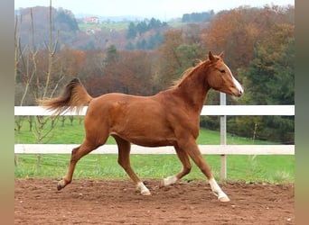 Pur-sang arabe, Hongre, 3 Ans, 156 cm, Alezan