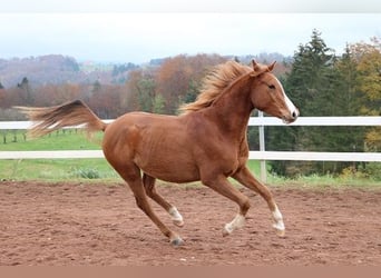 Pur-sang arabe, Hongre, 3 Ans, 156 cm, Alezan