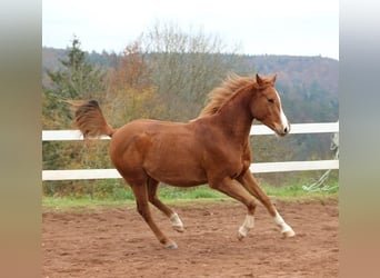 Pur-sang arabe, Hongre, 3 Ans, 156 cm, Alezan