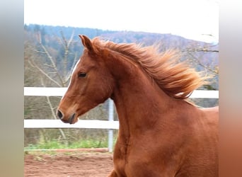 Pur-sang arabe, Hongre, 3 Ans, 156 cm, Alezan