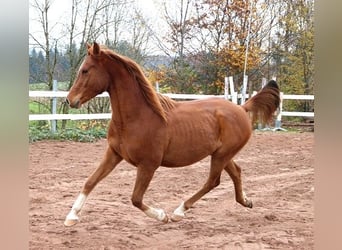 Pur-sang arabe, Hongre, 3 Ans, 156 cm, Alezan