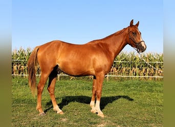 Pur-sang arabe, Hongre, 3 Ans, 156 cm, Alezan