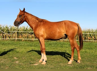 Pur-sang arabe, Hongre, 3 Ans, 156 cm, Alezan