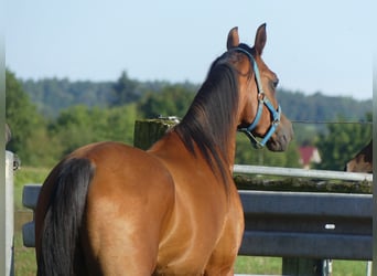 Pur-sang arabe, Hongre, 3 Ans, 156 cm, Bai