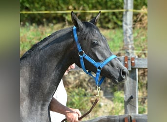 Pur-sang arabe, Hongre, 3 Ans, 156 cm, Gris