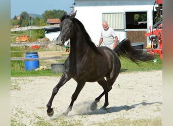 Pur-sang arabe, Hongre, 3 Ans, 156 cm, Gris