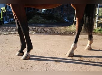 Pur-sang arabe, Hongre, 3 Ans, 157 cm, Bai