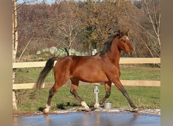 Pur-sang arabe, Hongre, 3 Ans, 157 cm, Bai