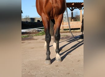 Pur-sang arabe, Hongre, 3 Ans, 157 cm, Bai