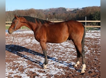 Pur-sang arabe, Hongre, 3 Ans, 157 cm, Bai