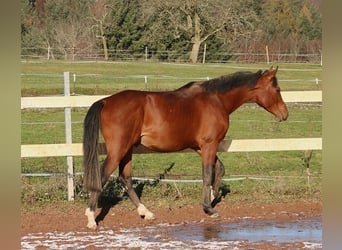 Pur-sang arabe, Hongre, 3 Ans, 157 cm, Bai
