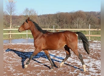 Pur-sang arabe, Hongre, 3 Ans, 157 cm, Bai
