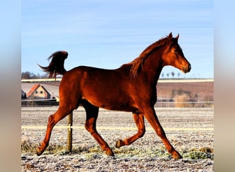 Pur-sang arabe, Hongre, 3 Ans, 158 cm, Alezan