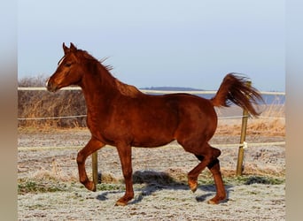 Pur-sang arabe, Hongre, 3 Ans, 158 cm, Alezan