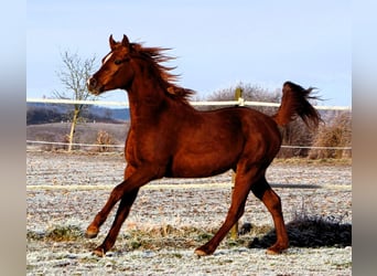 Pur-sang arabe, Hongre, 3 Ans, 158 cm, Alezan