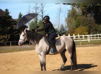 Pur-sang arabe, Hongre, 3 Ans, 160 cm, Gris