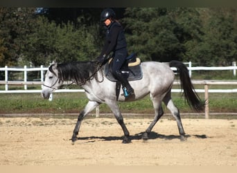 Pur-sang arabe, Hongre, 3 Ans, 160 cm, Gris