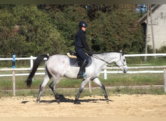 Pur-sang arabe, Hongre, 3 Ans, 160 cm, Gris