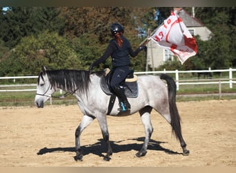 Pur-sang arabe, Hongre, 3 Ans, 160 cm, Gris
