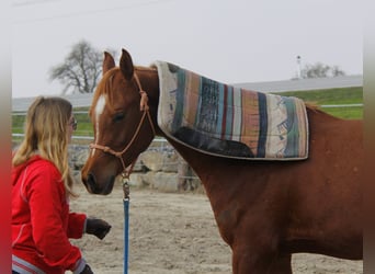 Pur-sang arabe, Hongre, 3 Ans, Alezan