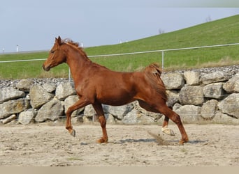 Pur-sang arabe, Hongre, 3 Ans, Alezan