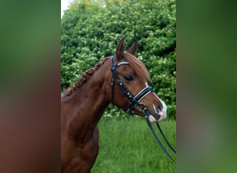 Pur-sang arabe, Hongre, 4 Ans, 148 cm, Alezan