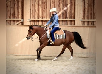 Pur-sang arabe, Hongre, 4 Ans, 152 cm, Bai
