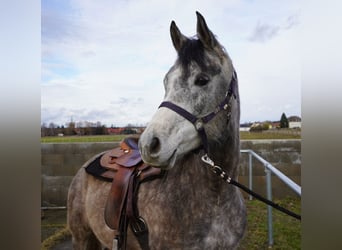 Pur-sang arabe, Hongre, 4 Ans, 153 cm, Gris