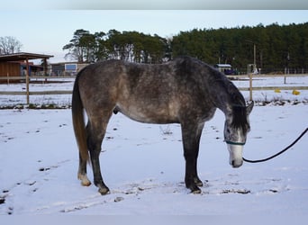 Pur-sang arabe, Hongre, 4 Ans, 153 cm, Gris