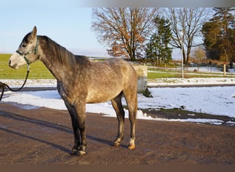 Pur-sang arabe, Hongre, 4 Ans, 153 cm, Gris