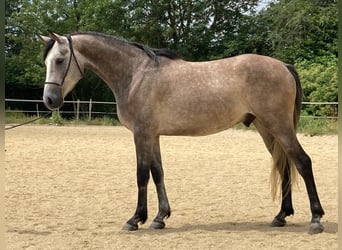 Pur-sang arabe, Hongre, 4 Ans, 154 cm, Gris