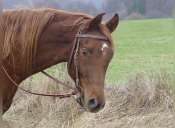 Pur-sang arabe, Hongre, 4 Ans, 155 cm, Alezan