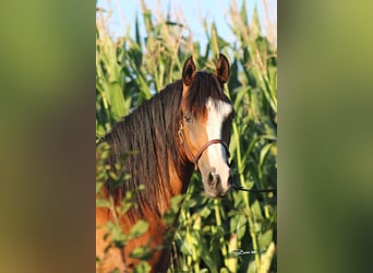 Pur-sang arabe, Hongre, 4 Ans, 155 cm, Bai