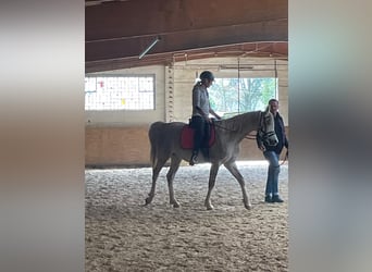 Pur-sang arabe, Hongre, 4 Ans, 155 cm, Gris pommelé