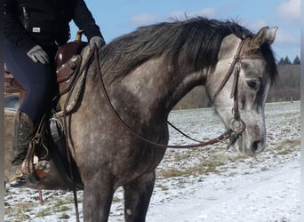 Pur-sang arabe, Hongre, 4 Ans, 156 cm, Gris