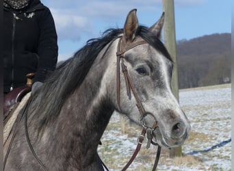 Pur-sang arabe, Hongre, 4 Ans, 156 cm, Gris