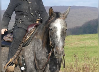 Pur-sang arabe, Hongre, 4 Ans, 158 cm, Gris