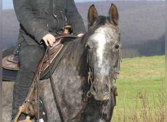 Pur-sang arabe, Hongre, 4 Ans, 158 cm, Gris