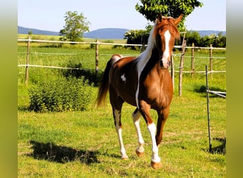 Pur-sang arabe, Hongre, 4 Ans, 158 cm, Tobiano-toutes couleurs