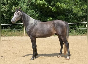 Pur-sang arabe, Hongre, 4 Ans, 159 cm, Gris noir