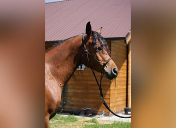Pur-sang arabe, Hongre, 5 Ans, 145 cm, Bai cerise