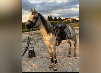 Pur-sang arabe, Hongre, 5 Ans, 148 cm, Gris pommelé