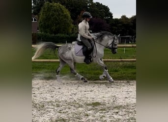 Pur-sang arabe, Hongre, 5 Ans, 148 cm, Gris pommelé