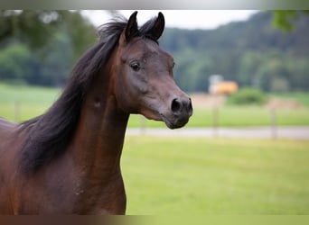 Pur-sang arabe, Hongre, 5 Ans, 150 cm, Bai brun