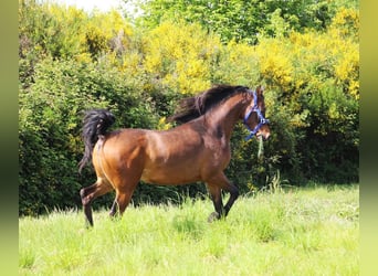 Pur-sang arabe, Hongre, 5 Ans, 151 cm, Bai brun foncé