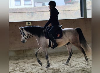 Pur-sang arabe, Hongre, 5 Ans, 154 cm, Gris