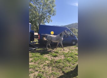 Pur-sang arabe, Hongre, 5 Ans, 155 cm